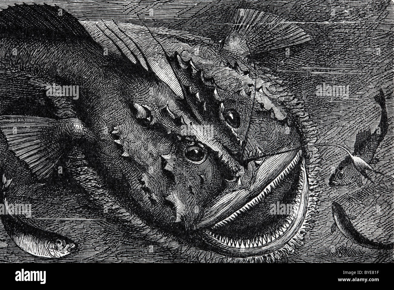 Seeteufel (Lophius Piscatorius), historische Darstellung aus dem 19. Jahrhundert, Stahlstich buchen Stockfoto