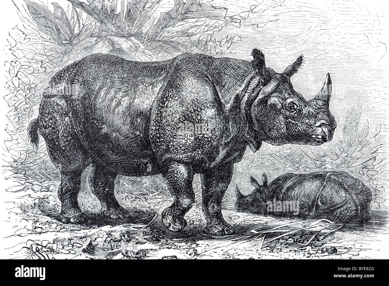 Panzernashorn (Rhinoceros Indicus), historische buchen Darstellung aus dem 19. Jahrhundert, Stahlstich Stockfoto
