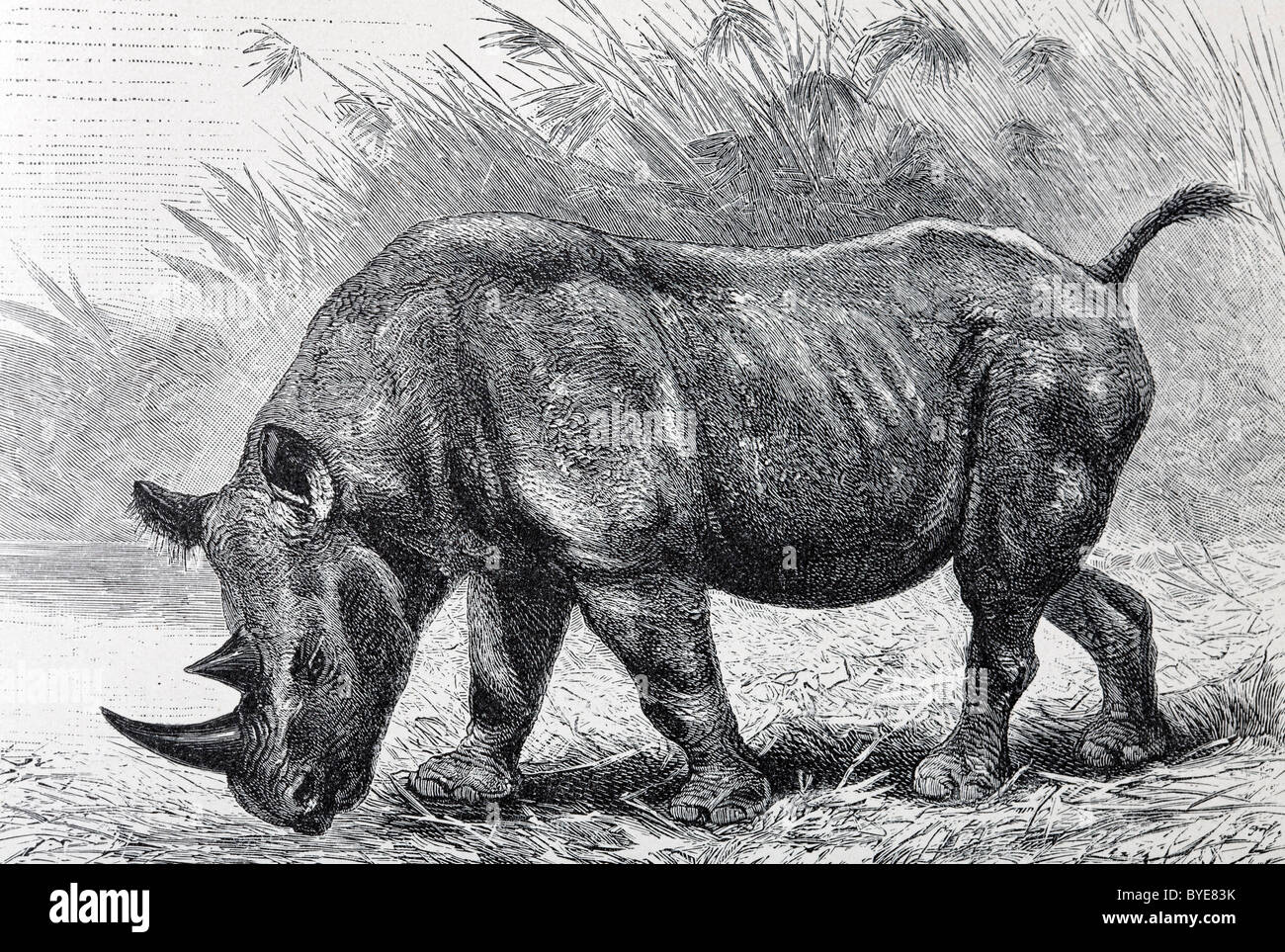 Afrikanischen Nashorn (Rhinoceros Bicornis), historische buchen Darstellung aus dem 19. Jahrhundert, Stahlstich Stockfoto