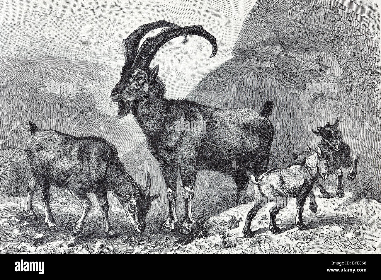 Buchen Bezoar-Ziege oder Wildziege (Capra Aegagrus), historische Darstellung aus dem 19. Jahrhundert, Stahlstich Stockfoto