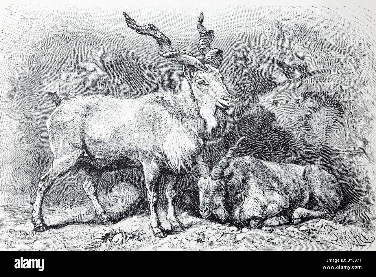 Markhor (Capra Falconeri), historische buchen Darstellung aus dem 19. Jahrhundert, Stahlstich, Brockhaus Konversationslexikon Stockfoto