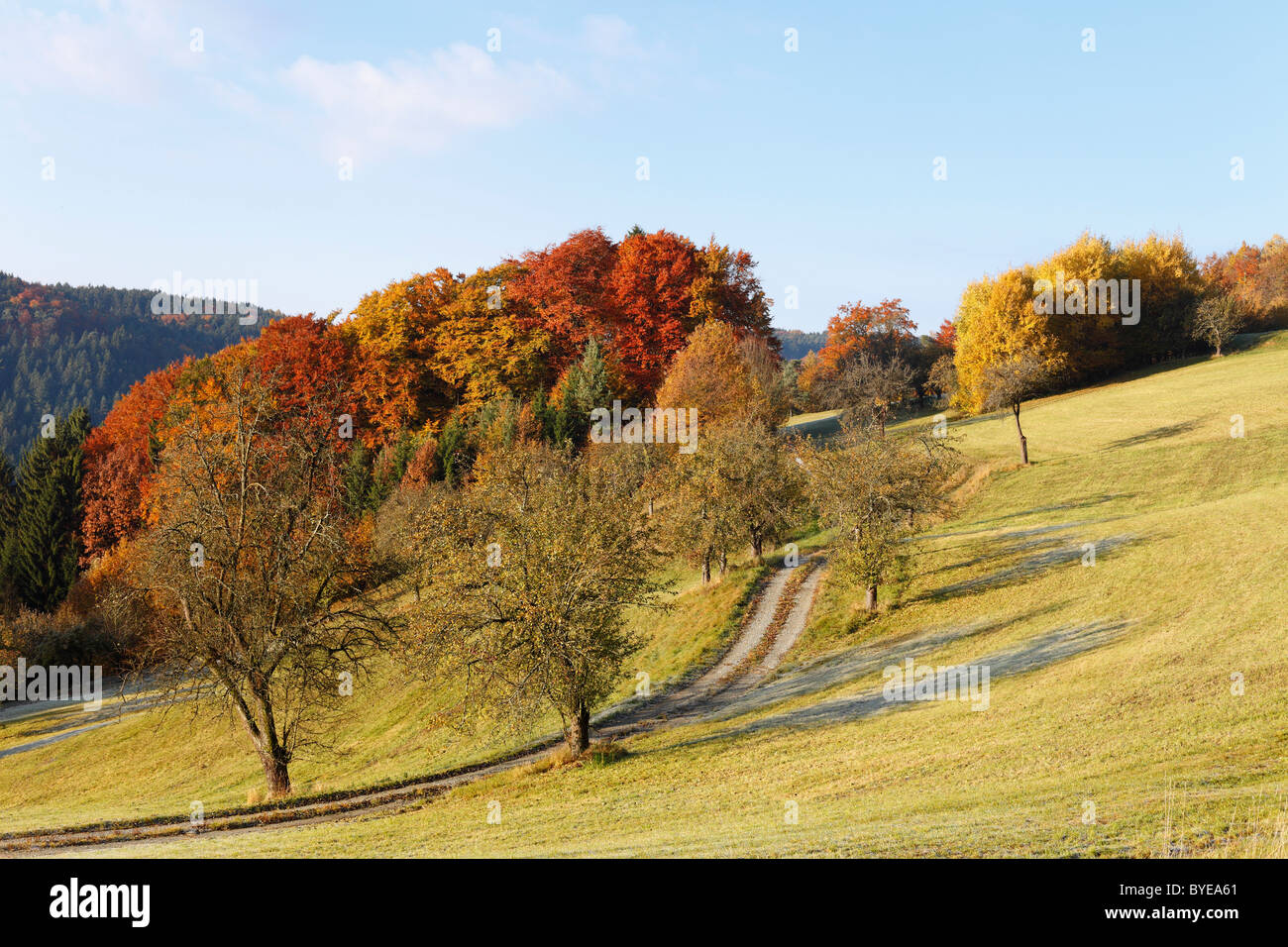 Kulturlandschaft in der Nähe von Gossamer, Naturpark Jauerling, Wachau Valley, Region Waldviertel, Niederösterreich, Österreich Stockfoto