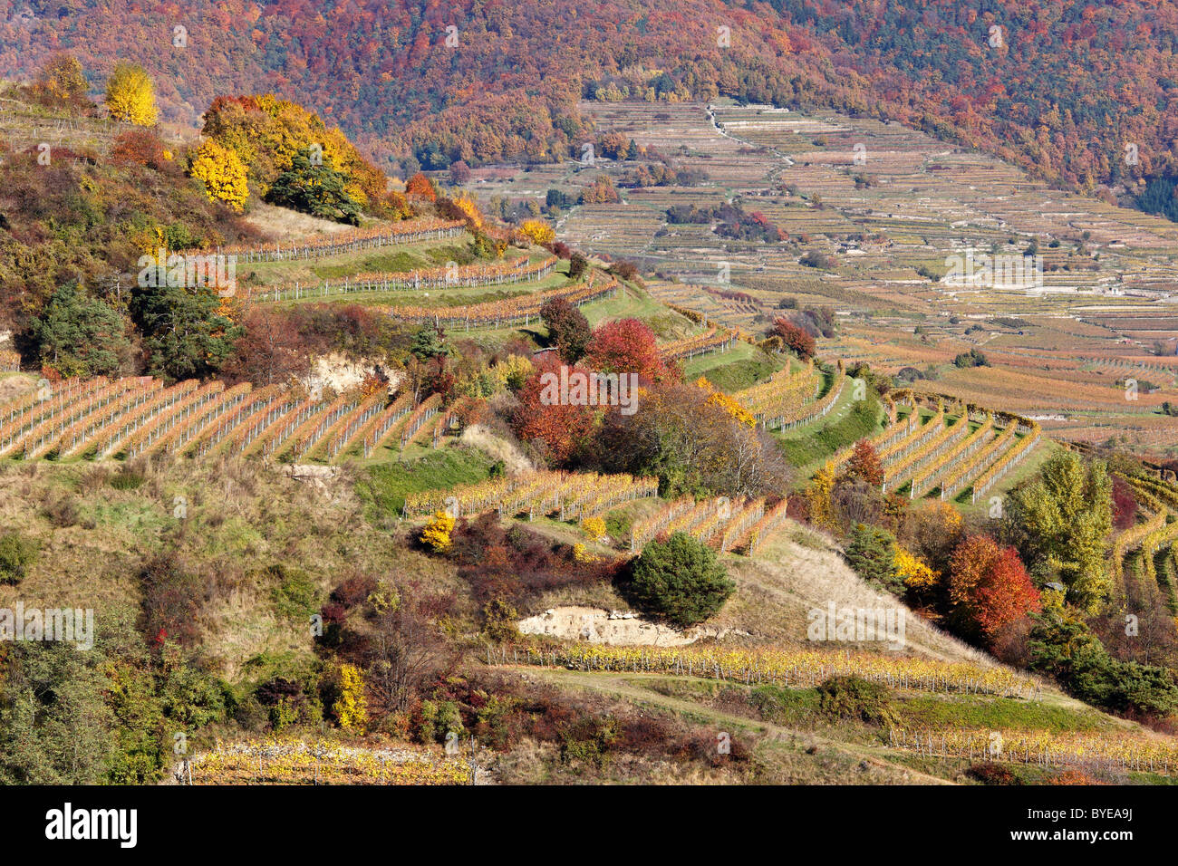 Landschaft mit Weinbergen angebaut, im Herbst, Woesendorf, Wachau Valley, Region Waldviertel, Niederösterreich, Österreich Stockfoto