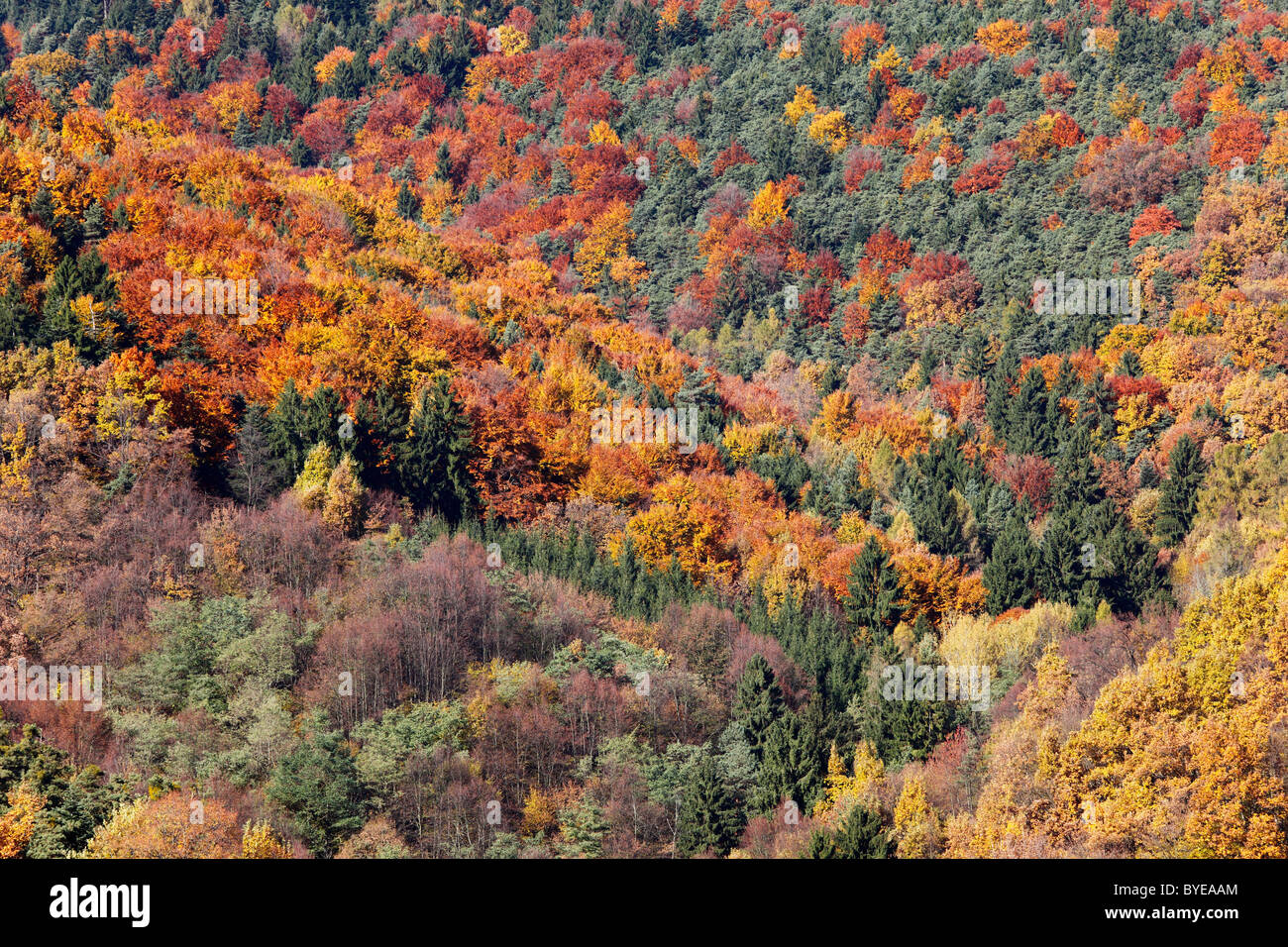 Mischwald in der Nähe von Woesendorf im Herbst, Wachau Valley, Region Waldviertel, Niederösterreich, Österreich Stockfoto