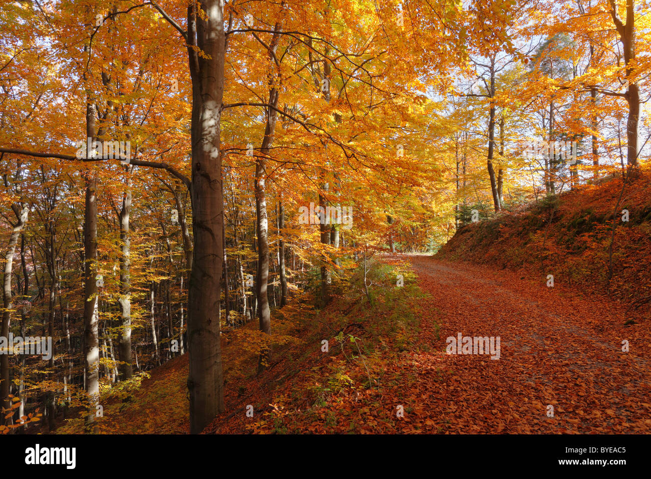 Buchenwald im Herbst, Weissenkirchen in der Wachau Waldviertel Region, Niederösterreich, Österreich, Europa Stockfoto