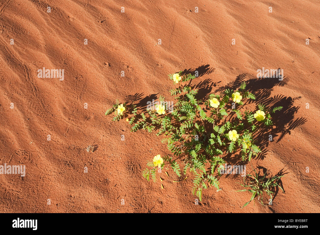 Teufel Thorn (Tribulus Zeyheri). Blühen auf einer Sanddüne in der Wüste Namib während der regnerischen Jahreszeit (März). Namibia. Stockfoto