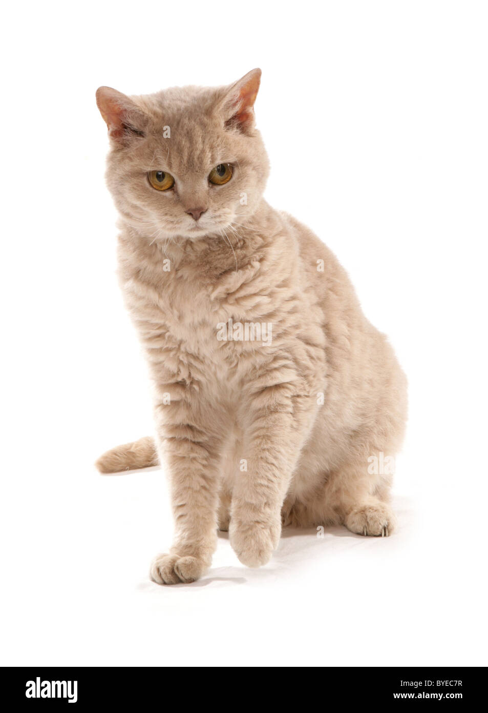 Fawn Golden Shaded Kurzhaar Selkirk Rex Cat Sitting Studio Stockfoto