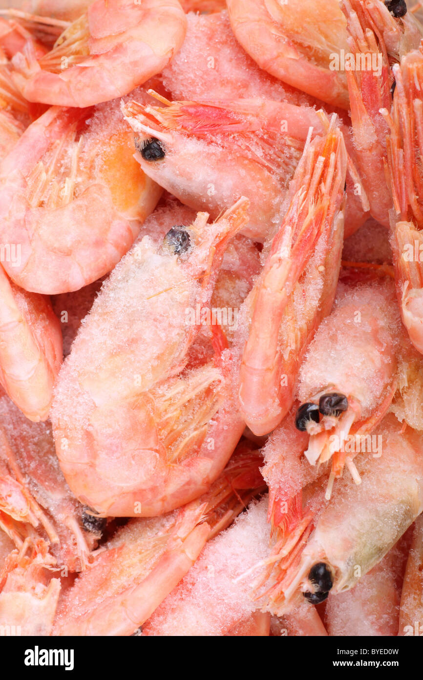 Garnelen werden gegessen Fotos und Bildmaterial in hoher Auflösung Alamy