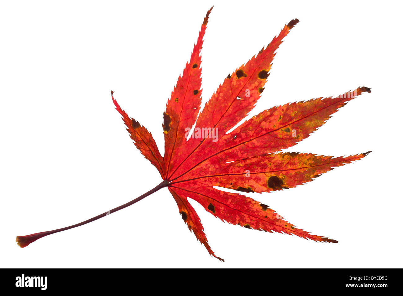 Roter Herbst Blatt Stockfoto