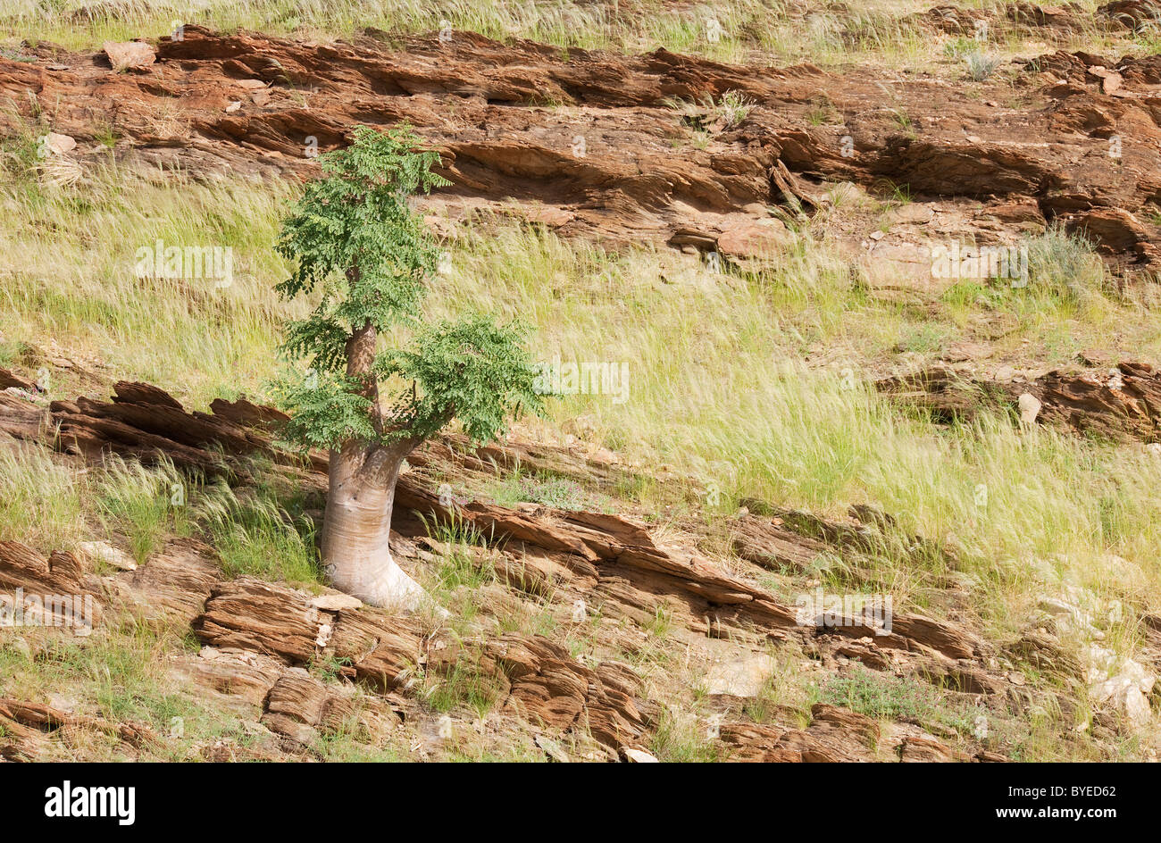 Moringa-Baumes (Moringa Ovalifolia). Im März während der Regenzeit mit grüner Vegetation. Kuiseb Canyon, Namib-Naukluft Park Stockfoto