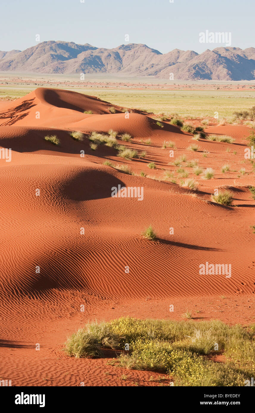 Grass-grown Sanddünen und vereinzelte Bergrücken am Rande der Namib-Wüste Stockfoto