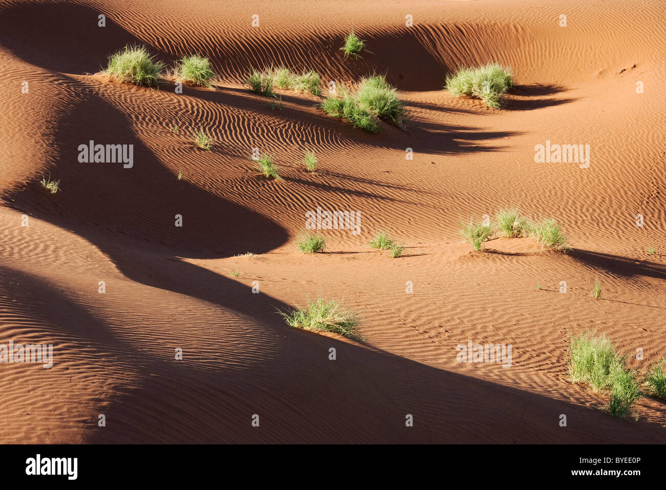 Stachelige Liebe Grass oder Strauß Grass (Cladoraphis Spinosa) im März während der Regenzeit zwischen Sanddünen in der Wüste Namib. Stockfoto