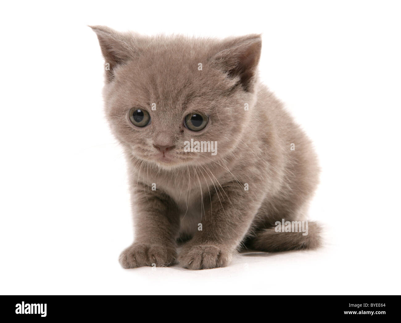 Selkirk Rex Kitten Portrait Studio Stockfotografie - Alamy