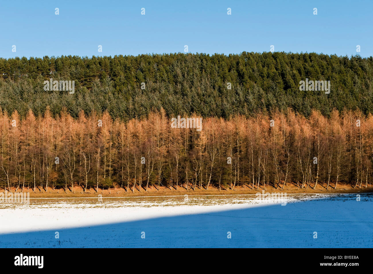 Waldgebiet in Mid-Wales im Winter. Lärchen und Nadelbäume bei Sonnenschein, mit einem schneebedeckten Feld im Vordergrund Stockfoto