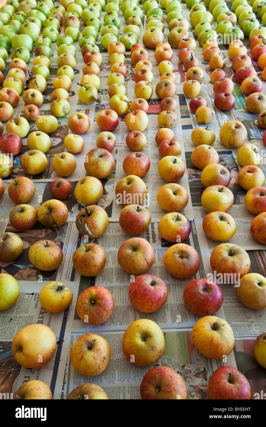 Für den Winter gelagerte Äpfel, in der Zeitung (UK) Stockfoto