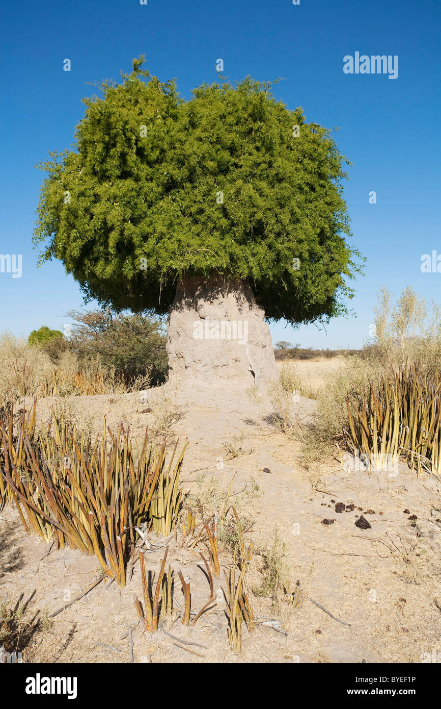 Senf-Busch, auch genannt Zahnbürste Baum (Salvadora Persica). Wuchs auf und  um eine Termite hill Stockfotografie - Alamy