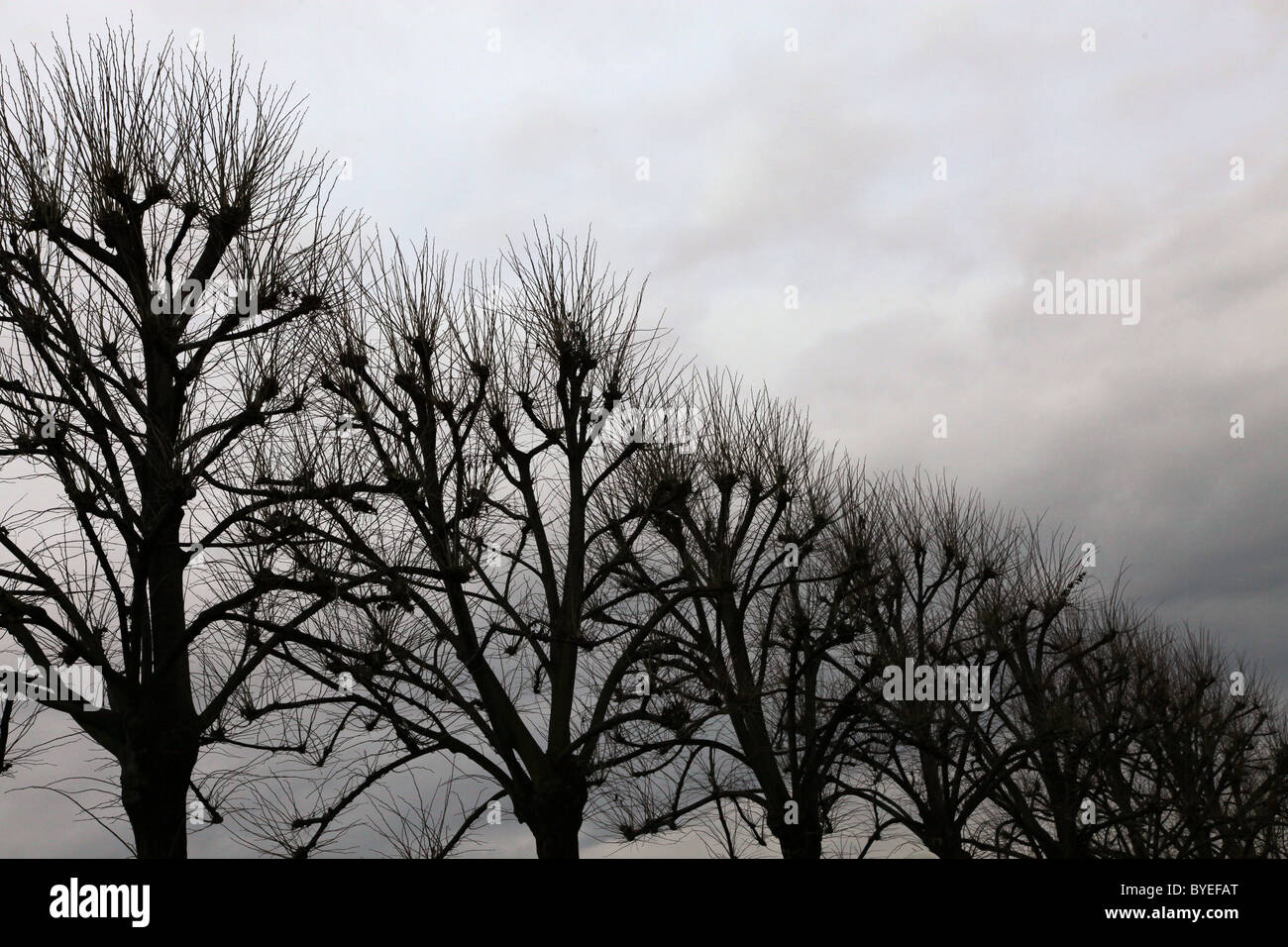 Blattlose Bäume gegen bewölktem Himmel während Winter Italien Stockfoto