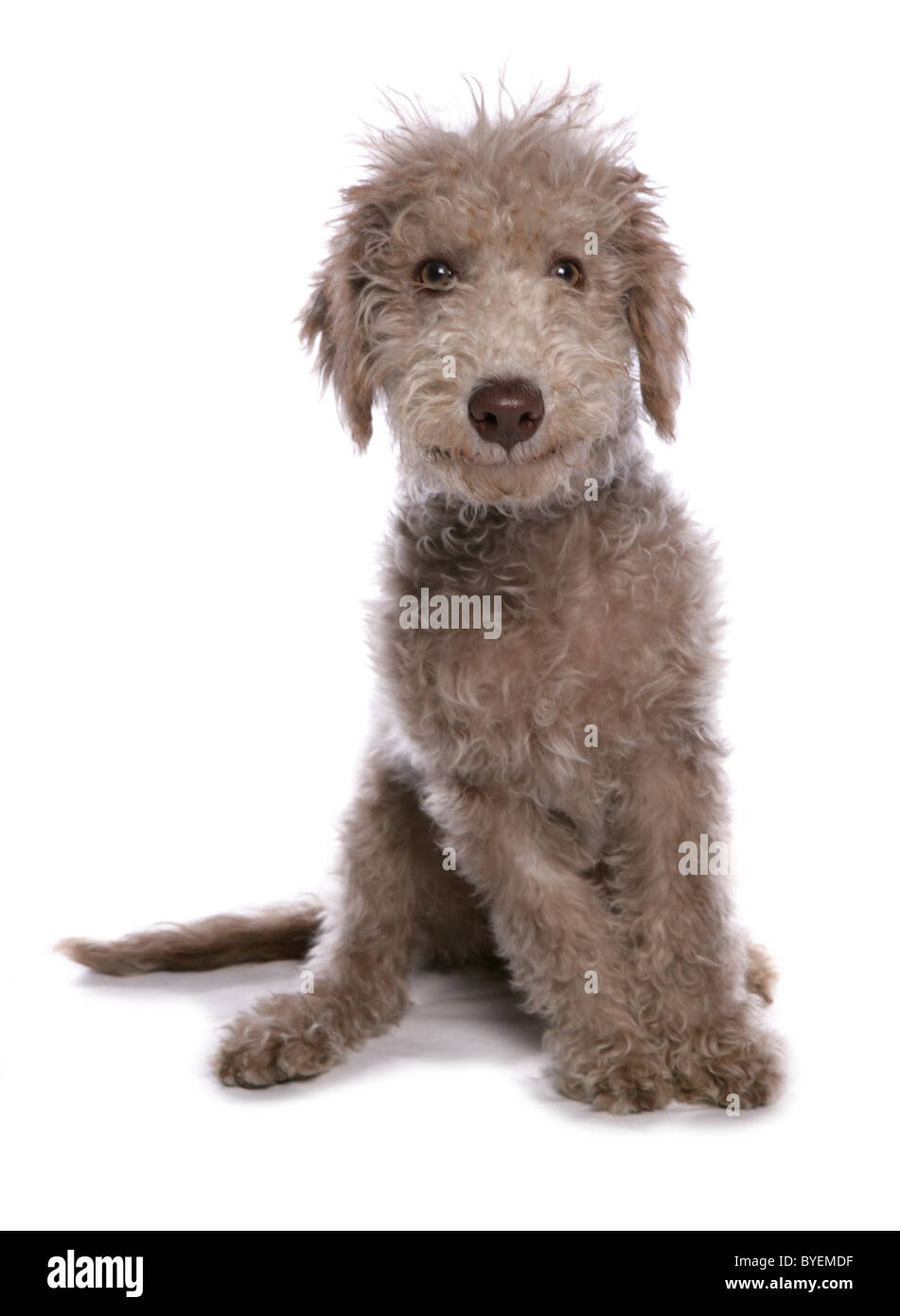 Bedlington Terrier Welpen sitzen Studio Stockfoto