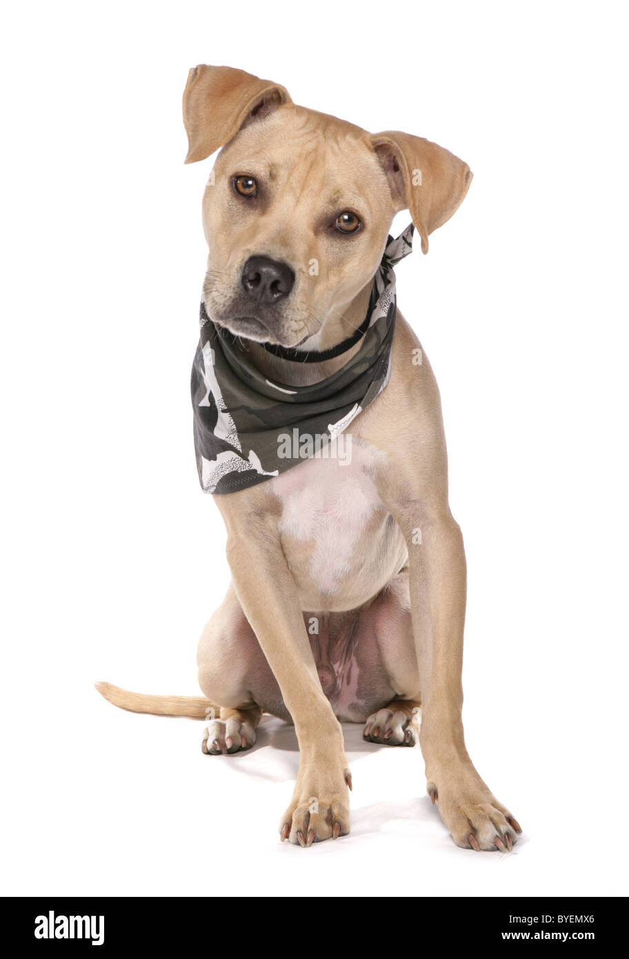 American Bulldog in einem Bandana sitzen Studio gekleidet Stockfoto