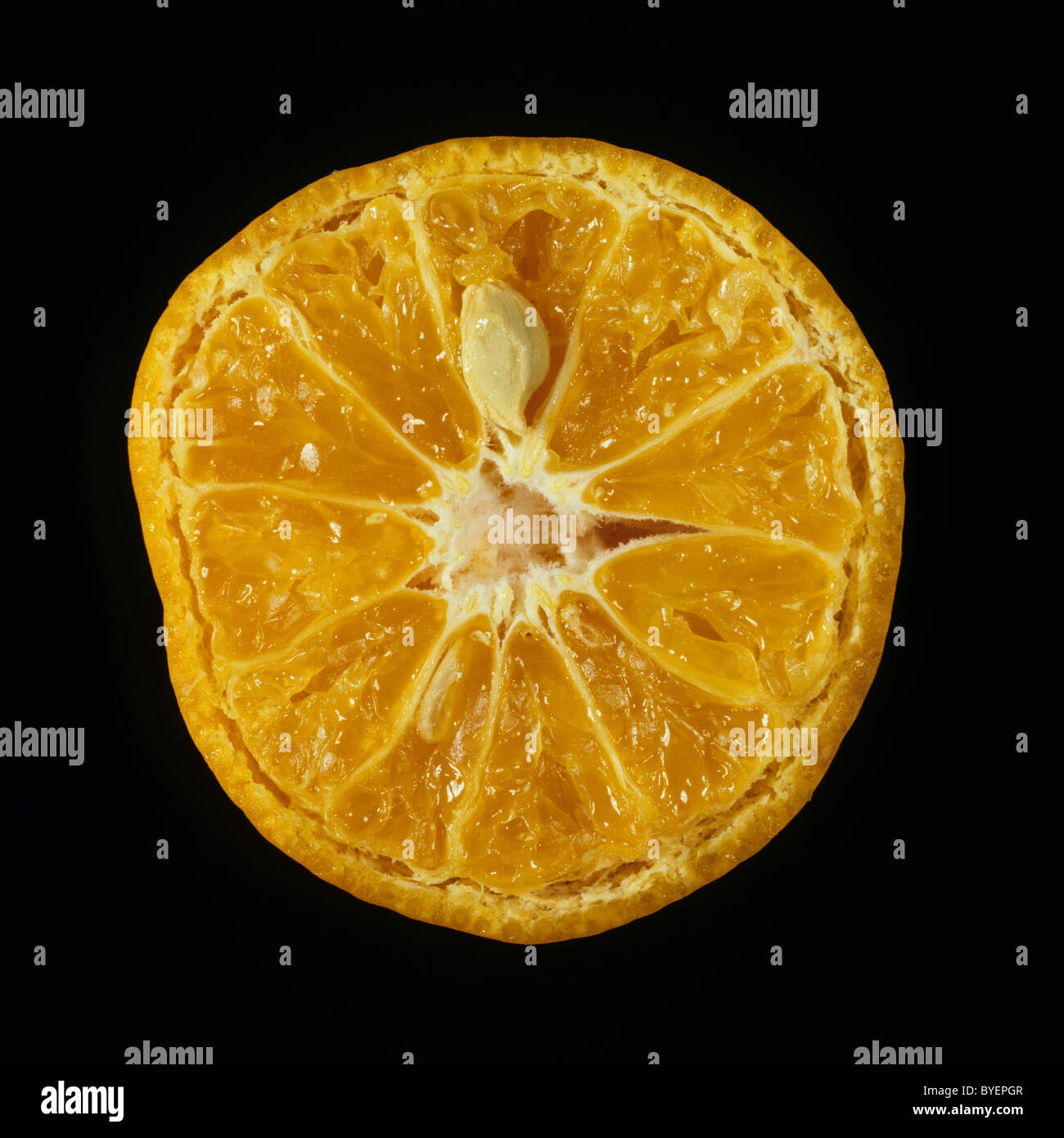 Schnittfläche verschiedener Zitrusfrüchte Mandarin Tardini Stockfoto