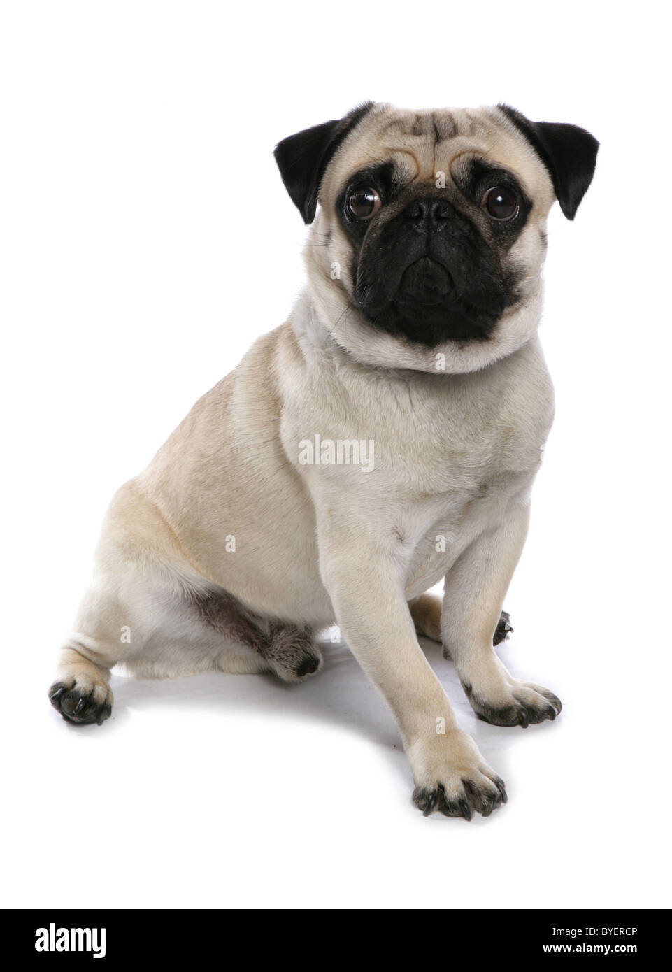 Mops Hund sitzen studio Stockfoto