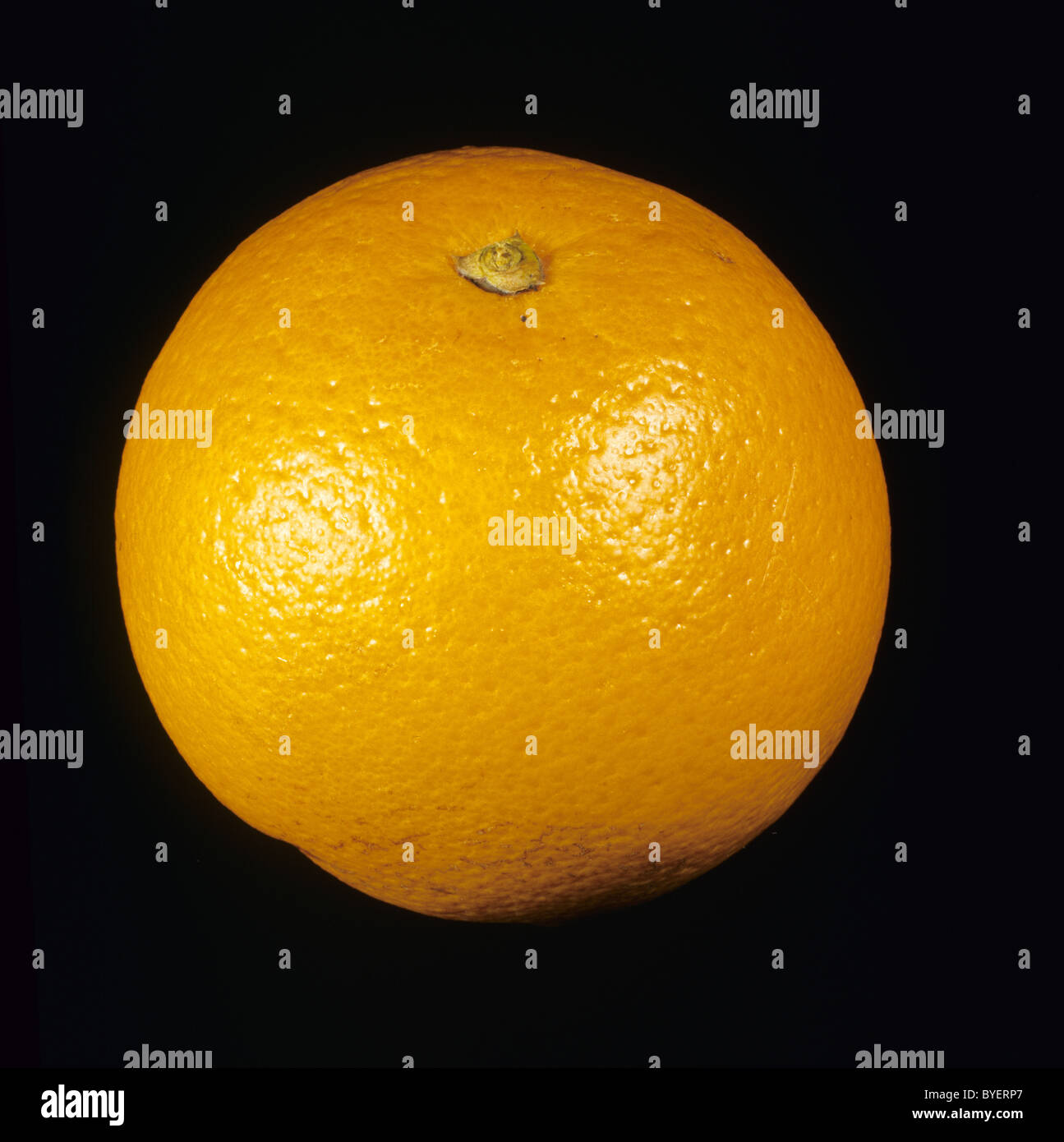 Gesamten Zitrusfrucht orange Sorte Succari Stockfoto