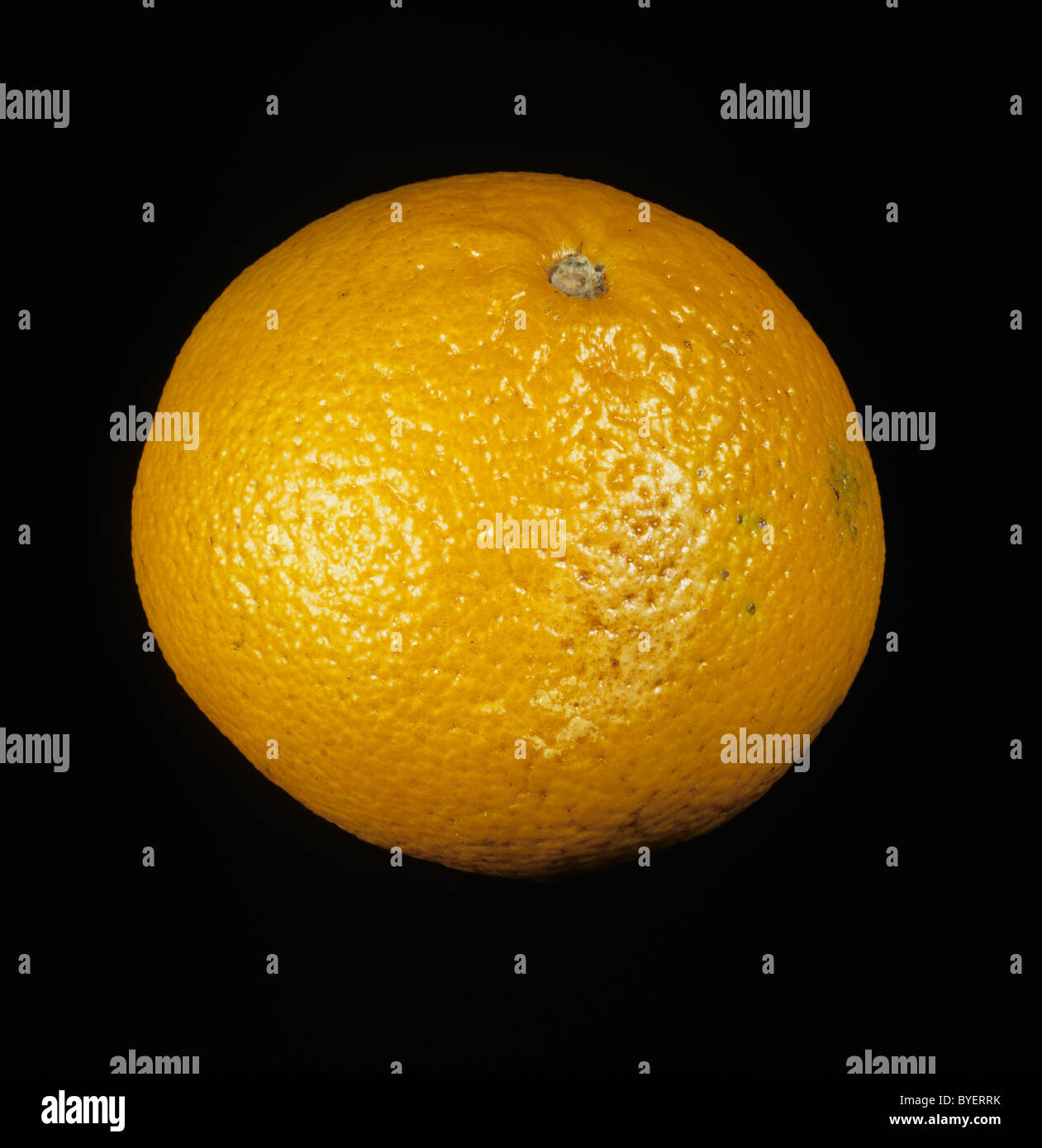 Gesamten Zitrusfrucht orange Sorte Ortanique Stockfoto
