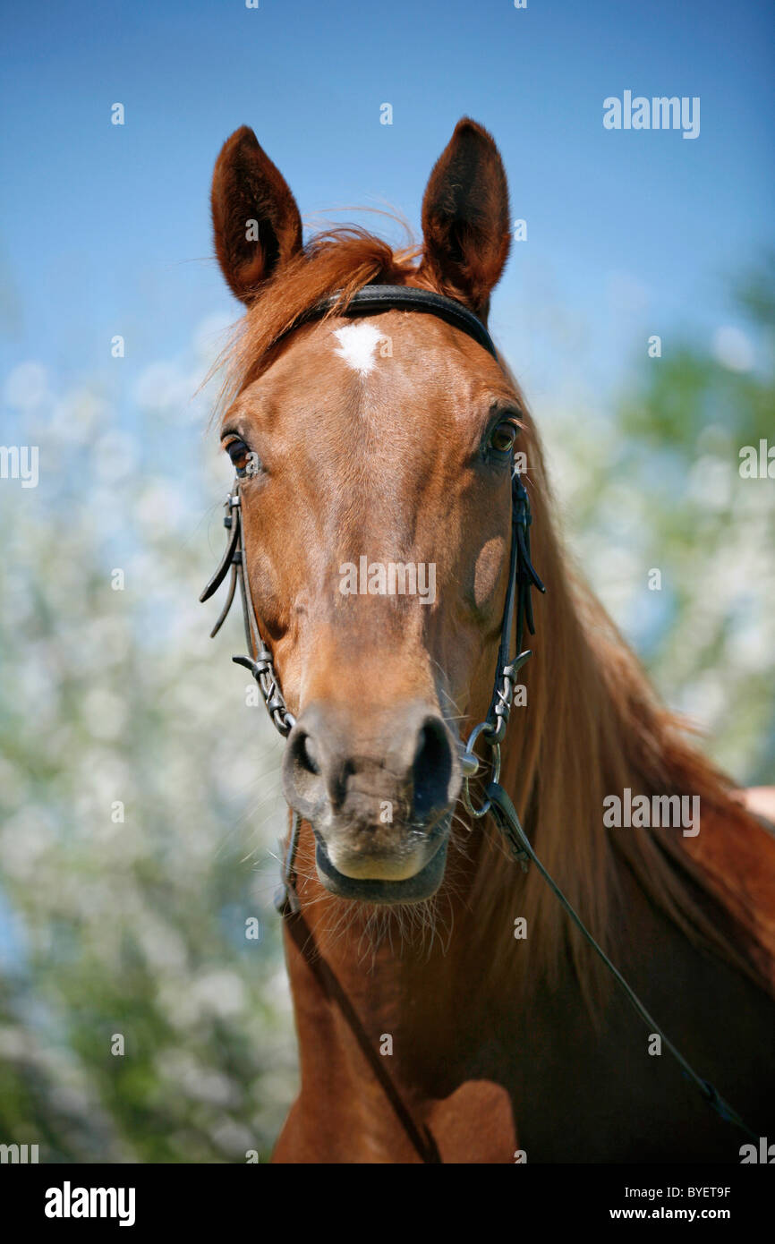 Pferd Im Portrait / Portrait Pferd Stockfoto