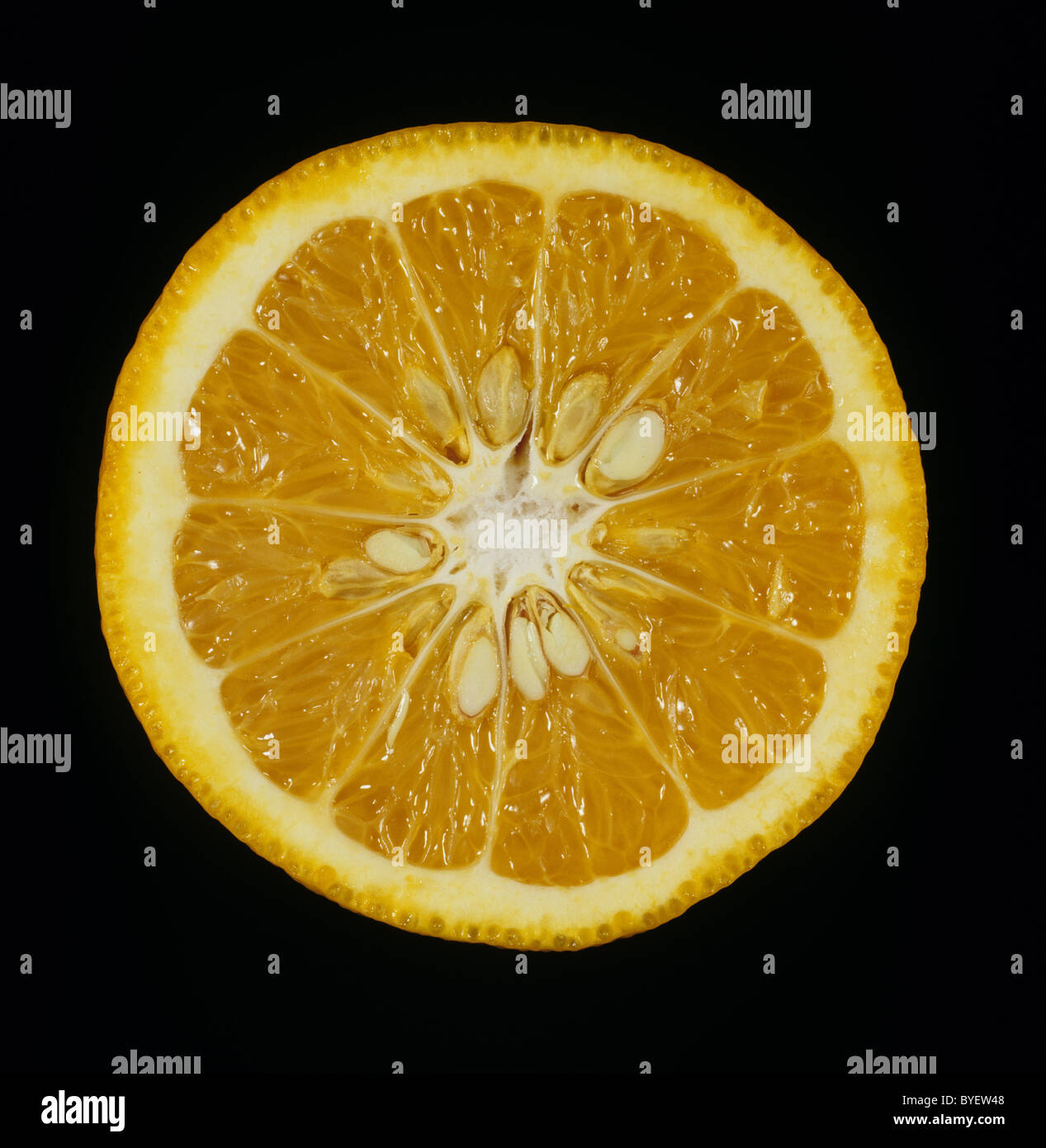 Schnittbereich der Zitrusfrucht orange verschiedene Amanatsu Stockfoto