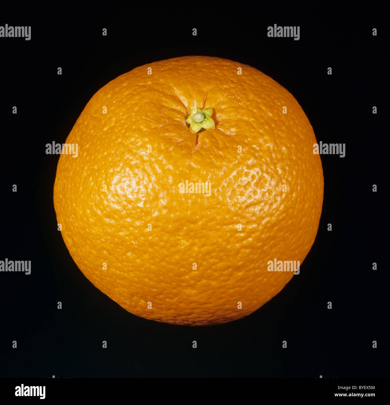 Gesamten Zitrusfrucht orange Sorte Iyokan Stockfoto