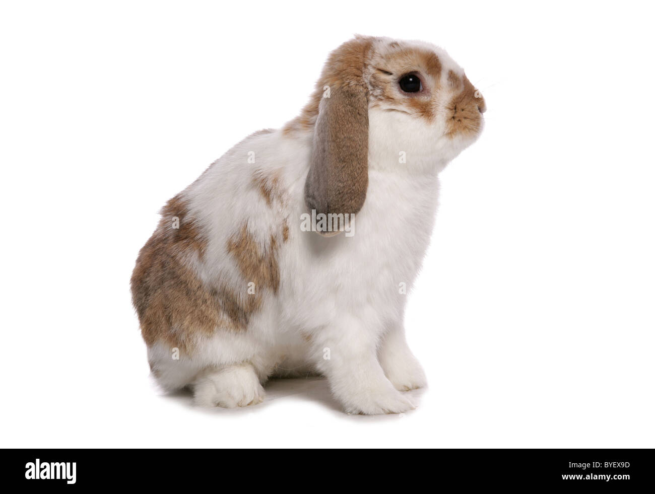 Französische lop eared rabbit Studio sitzen Stockfoto