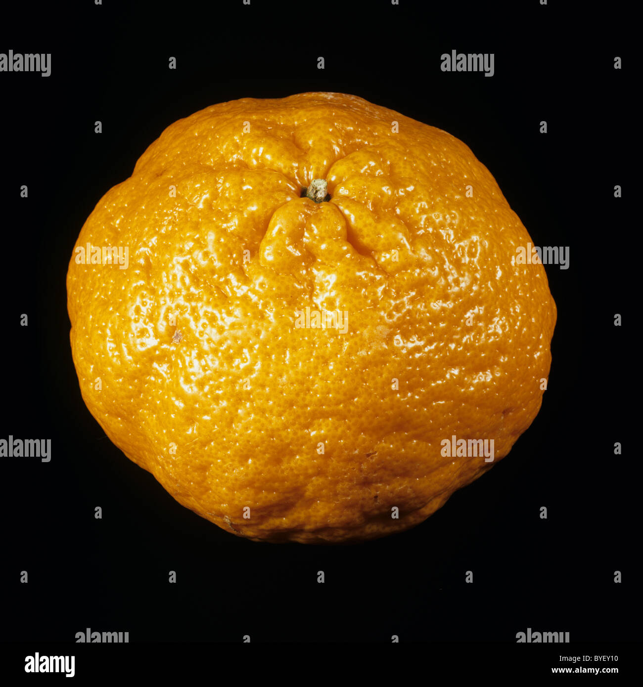 Gesamten Mandarin Obstsorte Malaquinas Stockfoto