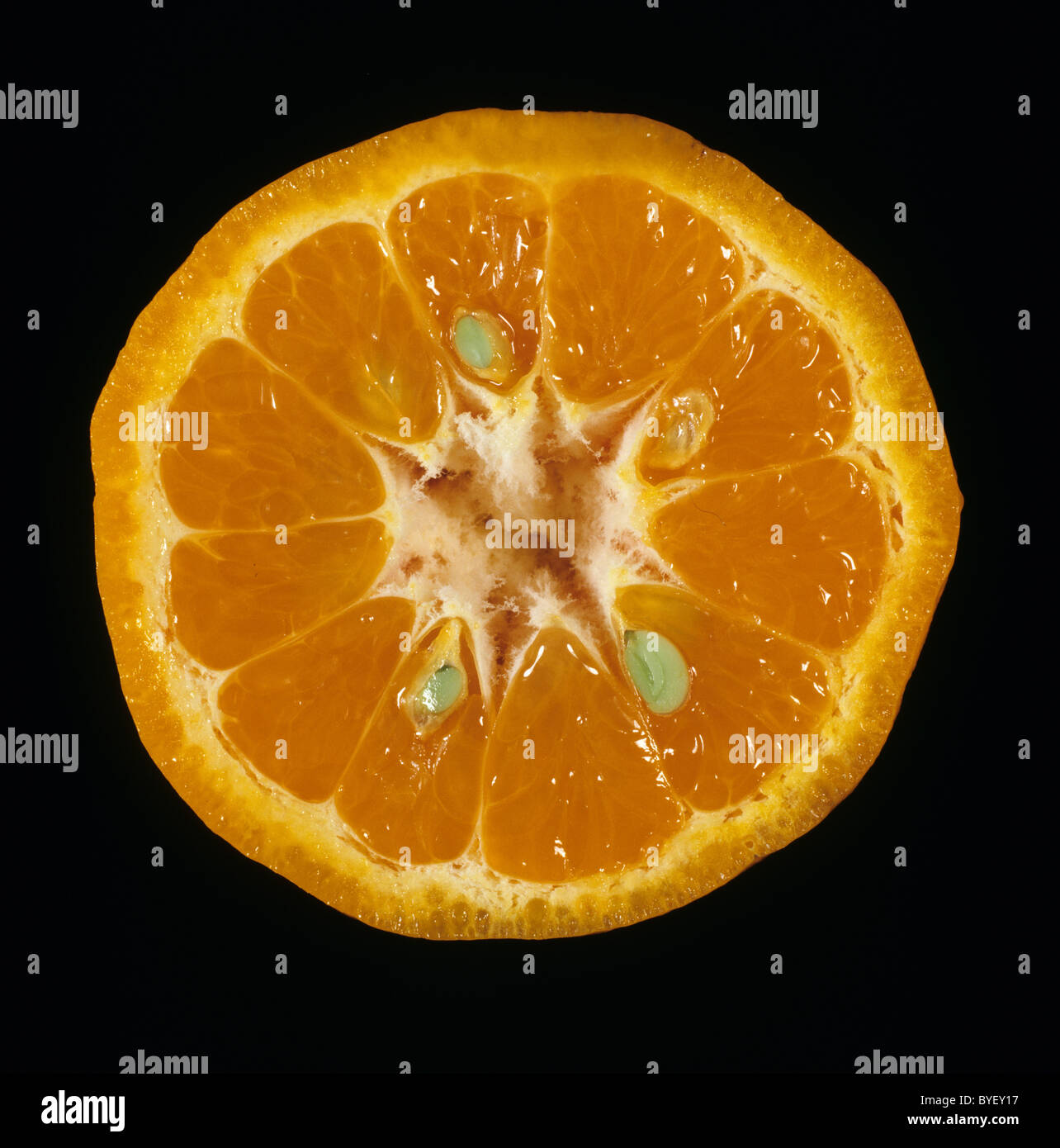 Schnittfläche verschiedener Zitrusfrüchte Mandarin Kinnow Stockfoto