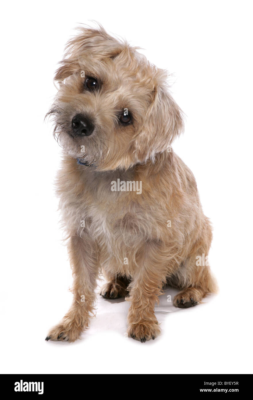 Border Terrier dog sitting Studio Stockfoto