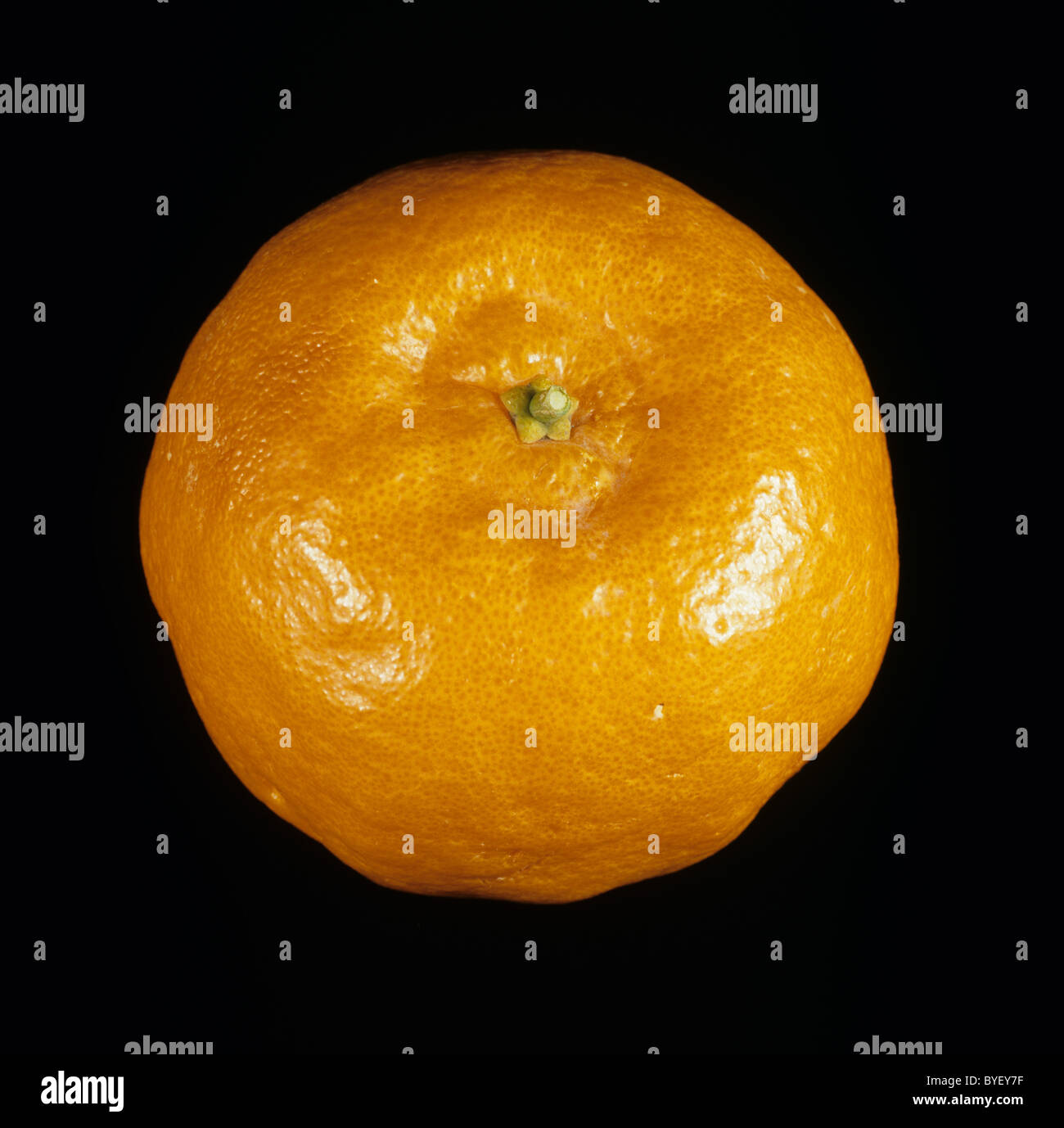 Gesamten Zitrusfrucht Mandarin Vielfalt Kinnow Stockfoto