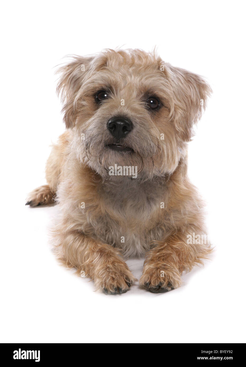 Border Terrier Hund über Studio Stockfoto