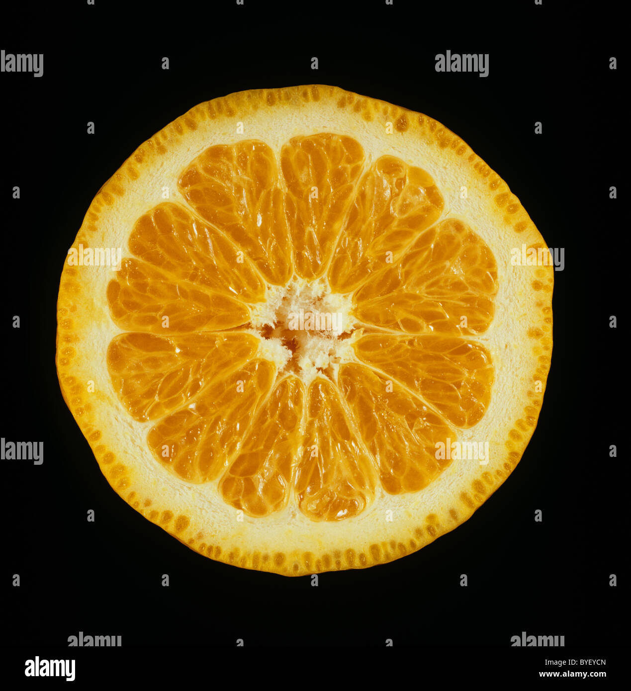 Schnittfläche verschiedener Zitrusfrüchte Mandarin Pixie Stockfoto