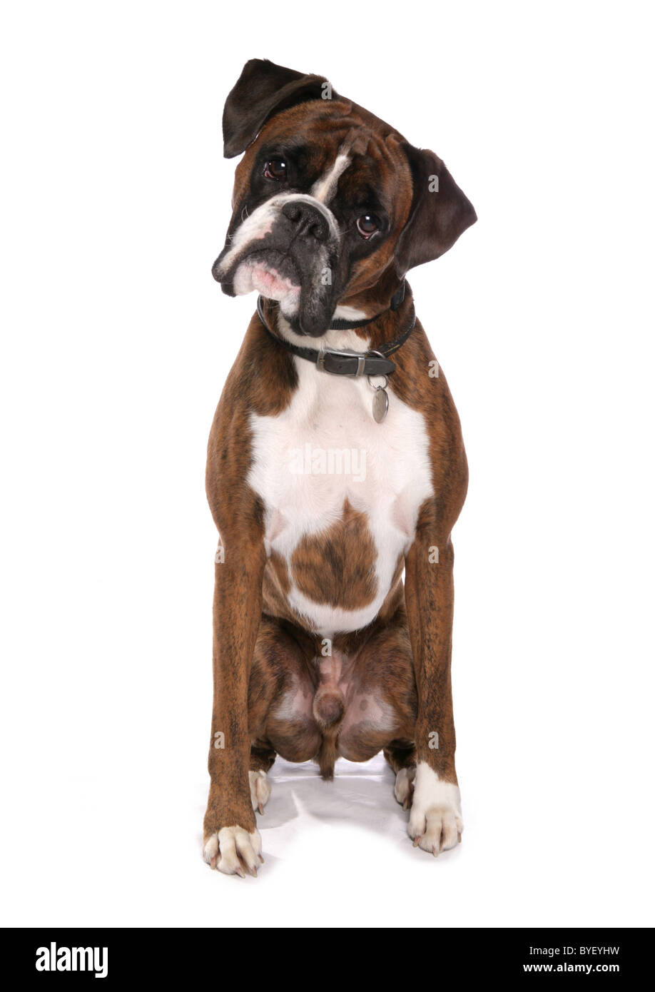 Boxer Hund sitzen Studio Stockfoto