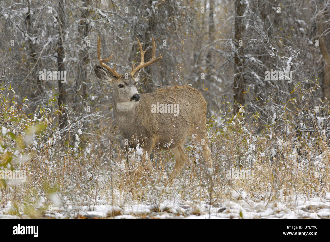Majestätische Mule Deer buck im magischen Wald. Stockfoto