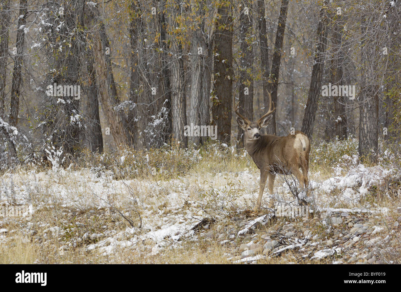 Mule Deer Buck im Urwald. Stockfoto
