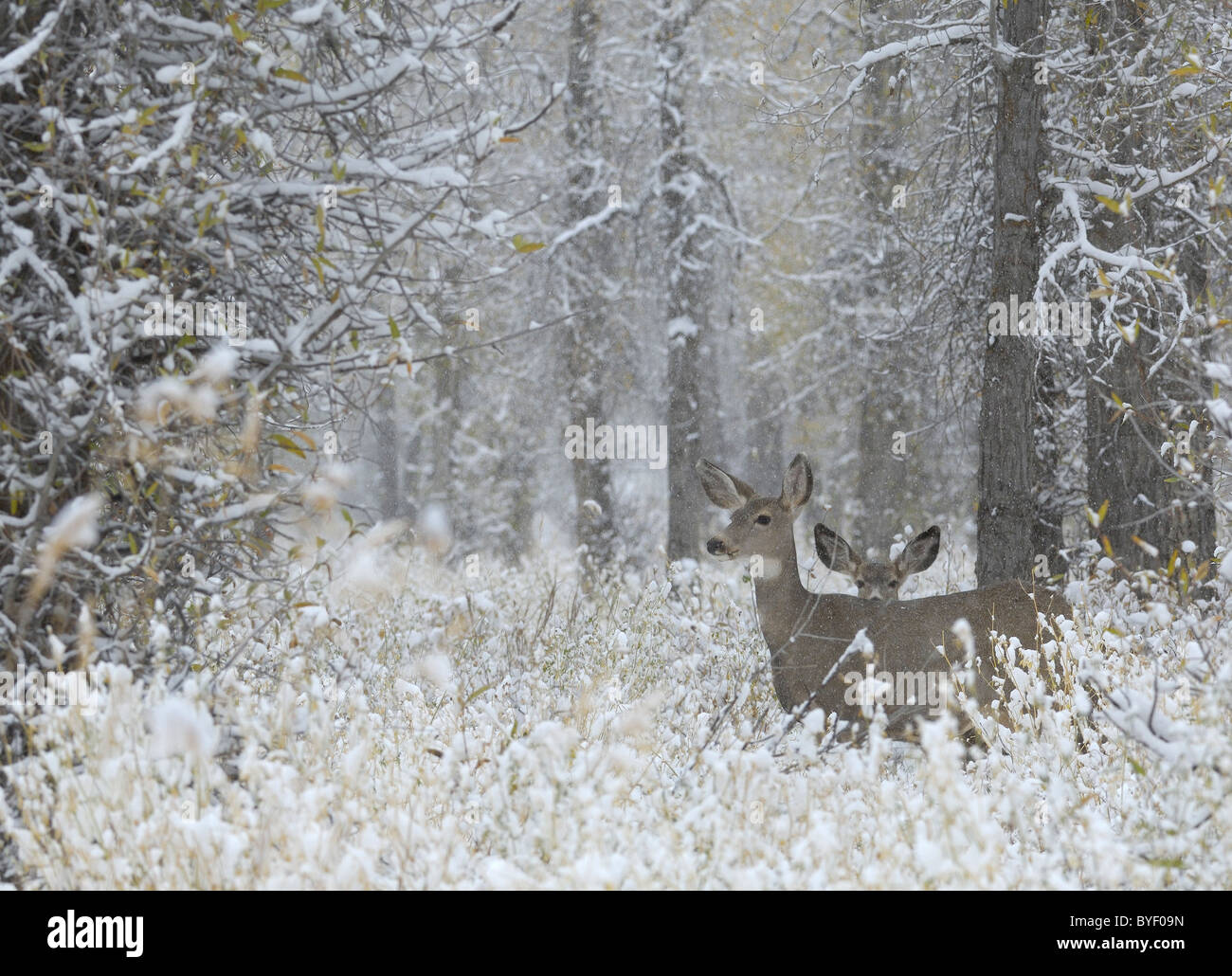 Mutter Hirsche und Baby im Winter magic Einstellung. Stockfoto