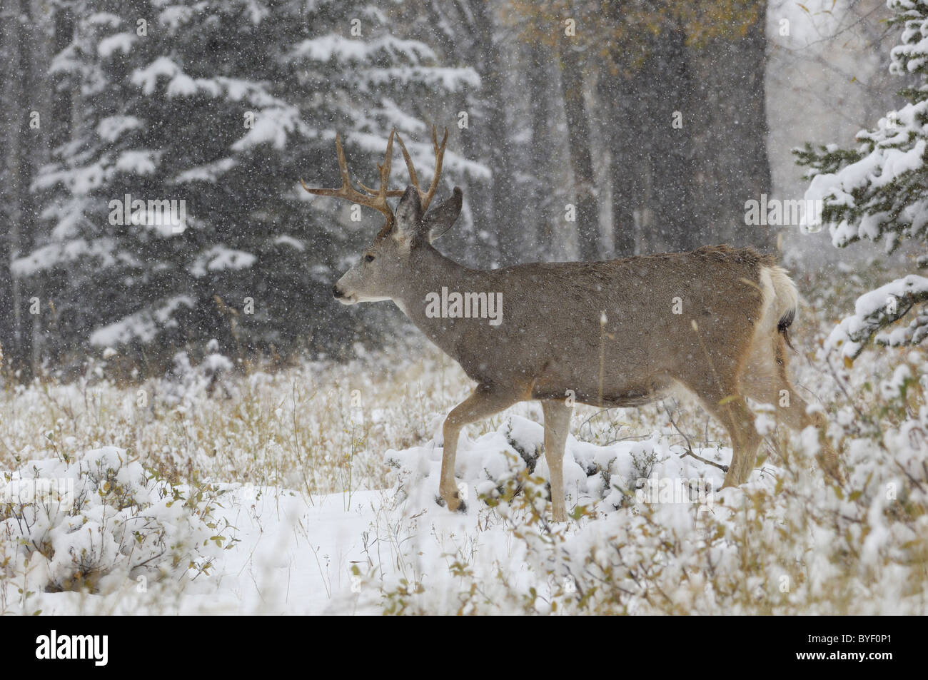 Mule Deer Buck zu Fuß durch den winterlichen Wald. Stockfoto
