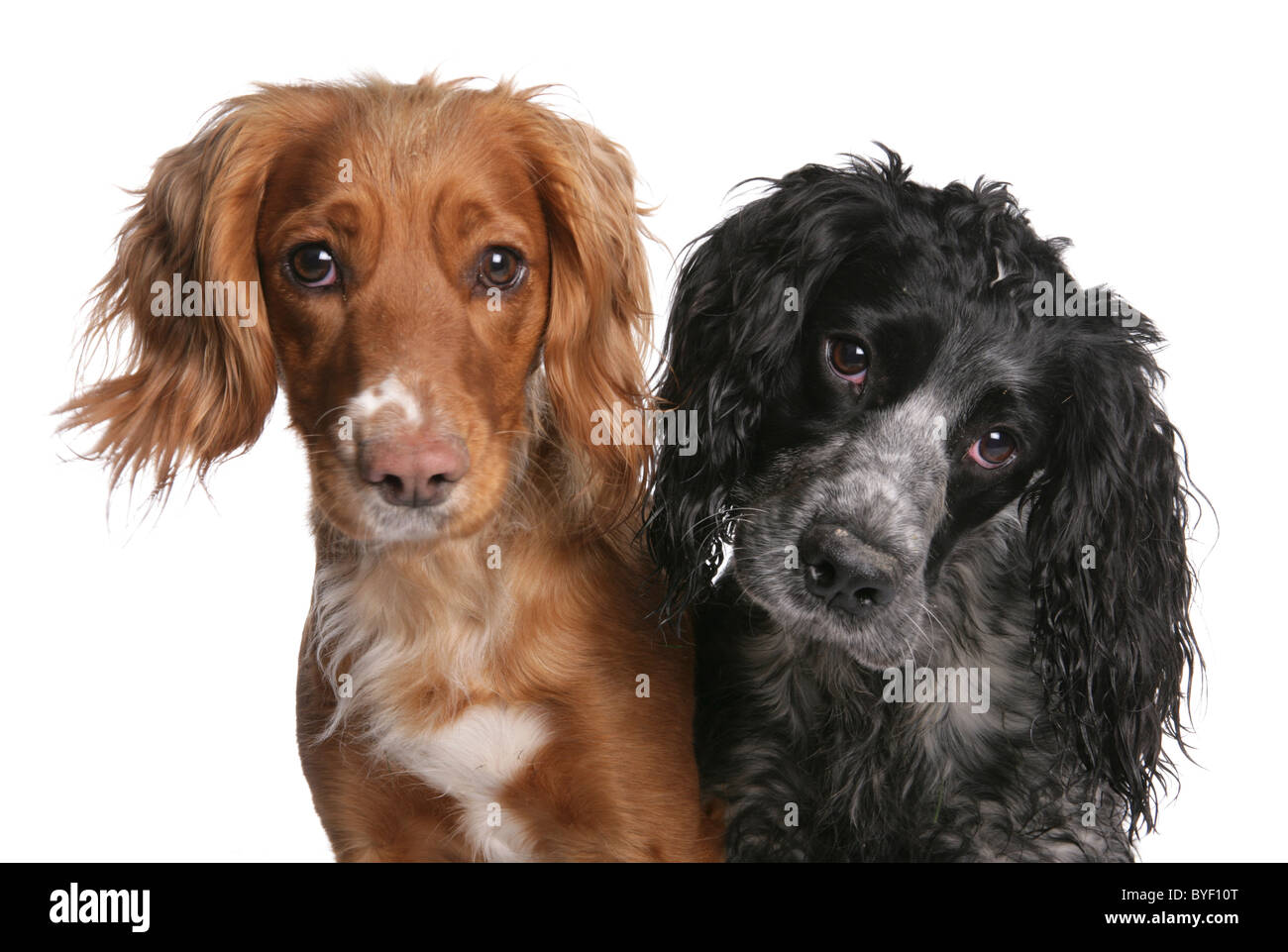 Typ Spaniel Hunde Kopf geschossen studio Stockfoto