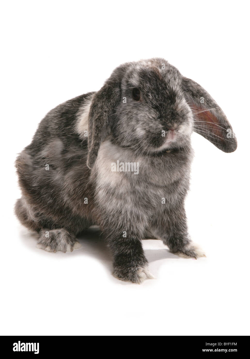 Lop eared Rabbit studio Stockfoto