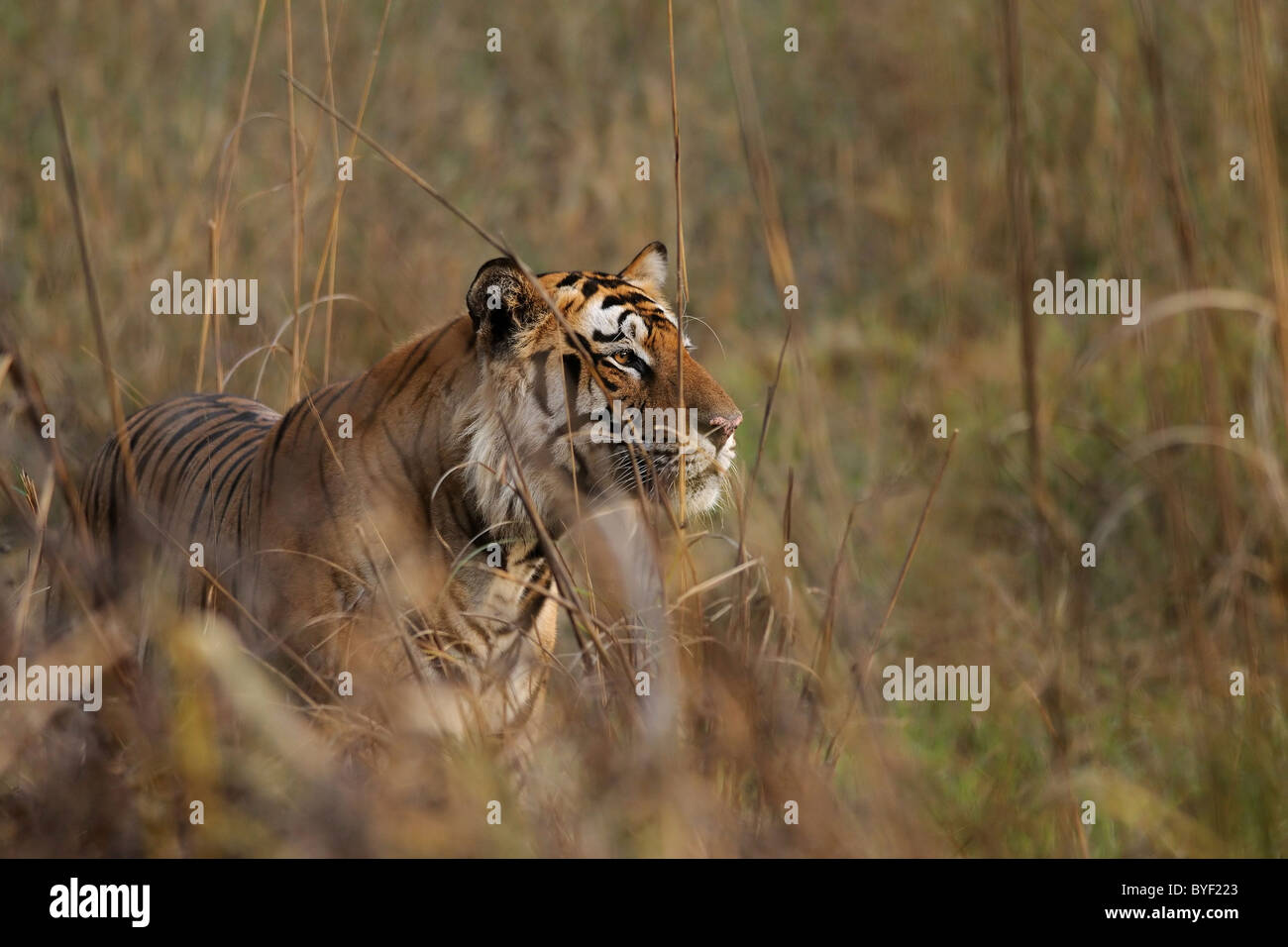 Grosse 5.5-j hrige dominante männliche Bengal Tiger beobachten Hirsch während einer Jagd auf einer Wiese in Bandhavgarh Tiger Reserve, Indien Stockfoto