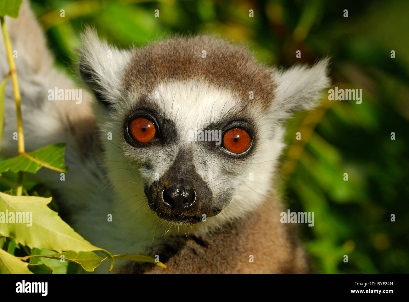 Hritik Roshan yalangoch ogil bolalar