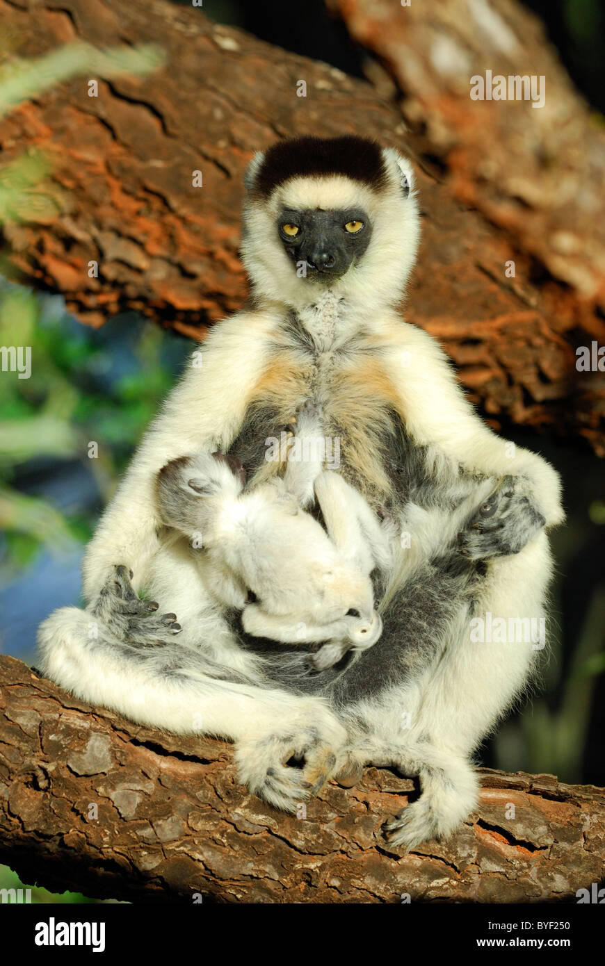 Mudes Tier Stockfotos Und Bilder Kaufen Alamy