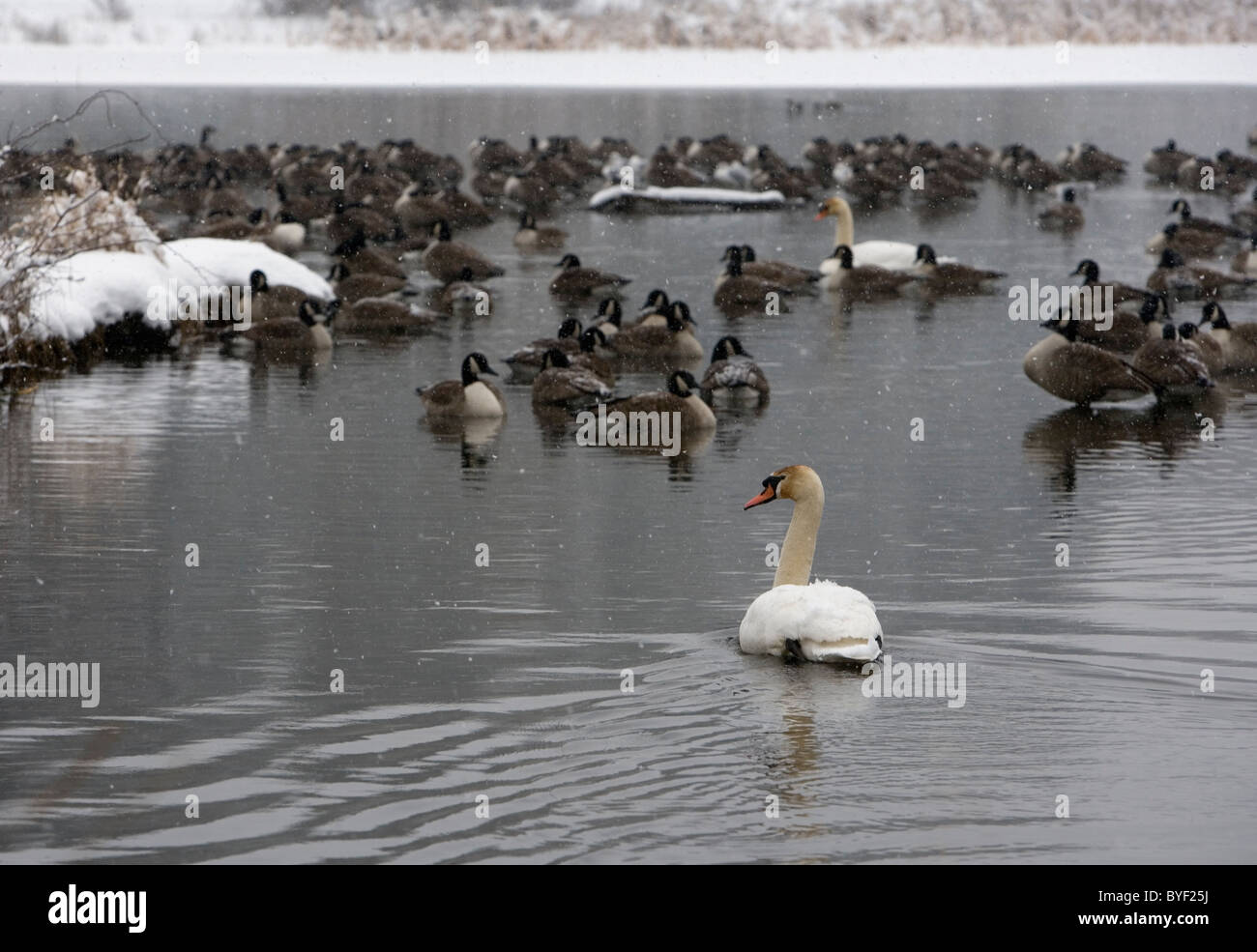 Schwäne, Kanadagänse und Enten auf einem Teich im Winter. Dieser Teich ist in New Jersey bei Loantaka Brook Reservation in Morristown, New Jersey. Stockfoto