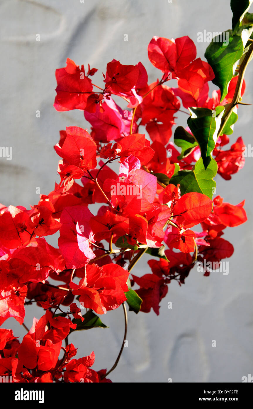 Rote Bougainvillea gegen eine weiße Wand, Mijas Costa, Costa Del Sol, Provinz Malaga, Andalusien, Südspanien, Westeuropa. Stockfoto