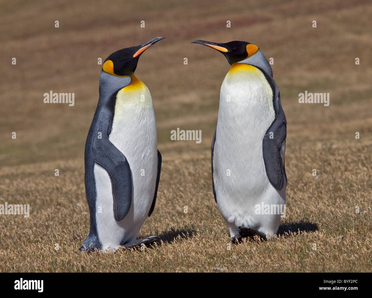 Zwei Königspinguine (Aptenodytes Patagonicus), Saunders Island, den Falkland-Inseln Stockfoto